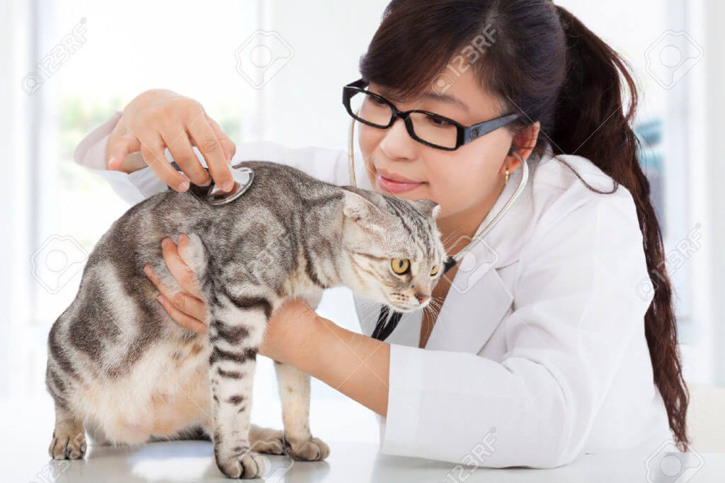 Job Descriptions For Veterinary Technician | Job Application Guide